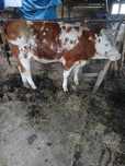 Juninca de vanzare din vaca buna de lapte