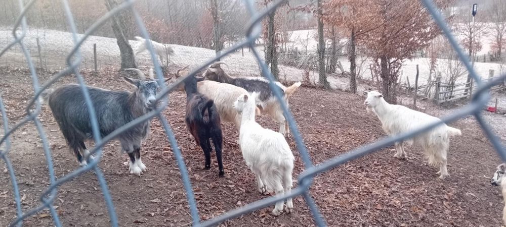 Vand capre carpatine românești
