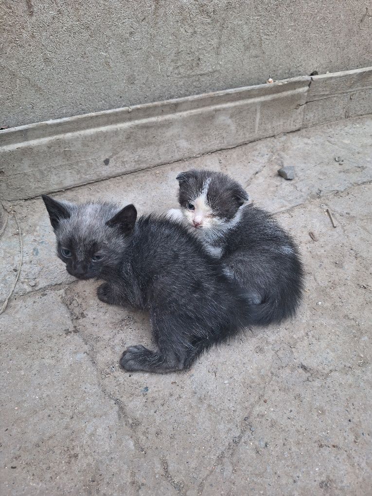 Котята в добрые руки