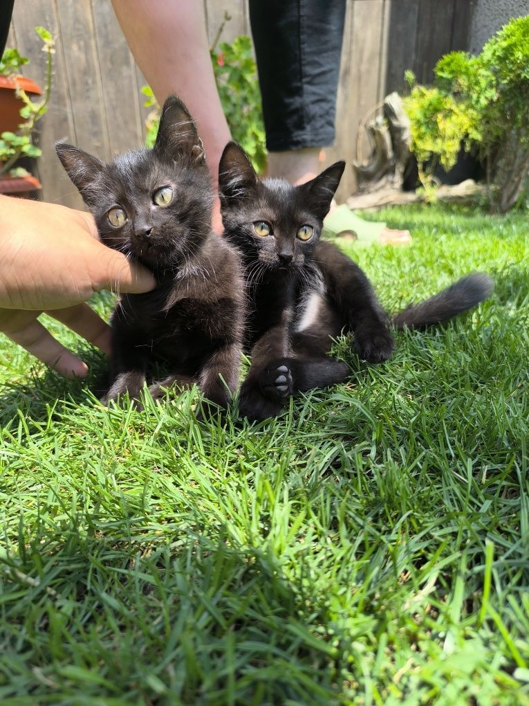Подаряваме малки котета!
