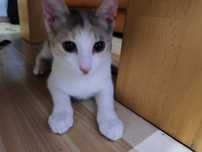 Pisica shorthair fetița în vârstă de 3luni