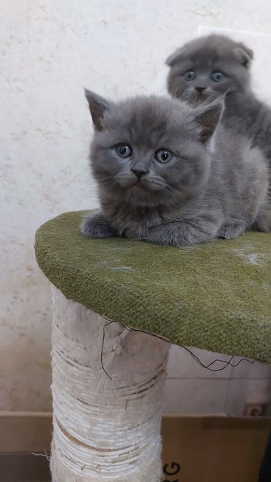 Скотиш Страйт мальчики