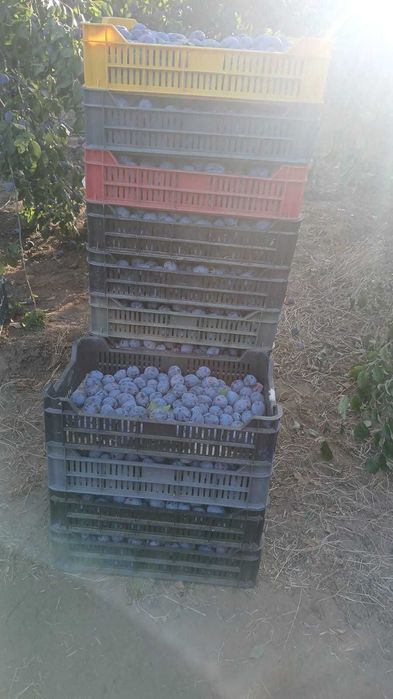 Muscat de Hamburg, Prune Stanley si Eduard de vanzare calitate super