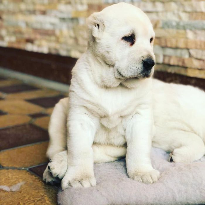 Белый медведь чисто кровный алабай