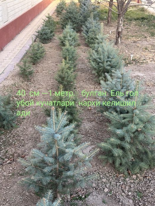 Саженцы лимона 3-ех летние сорт меер , саженцы  фундука  и Ель голубой