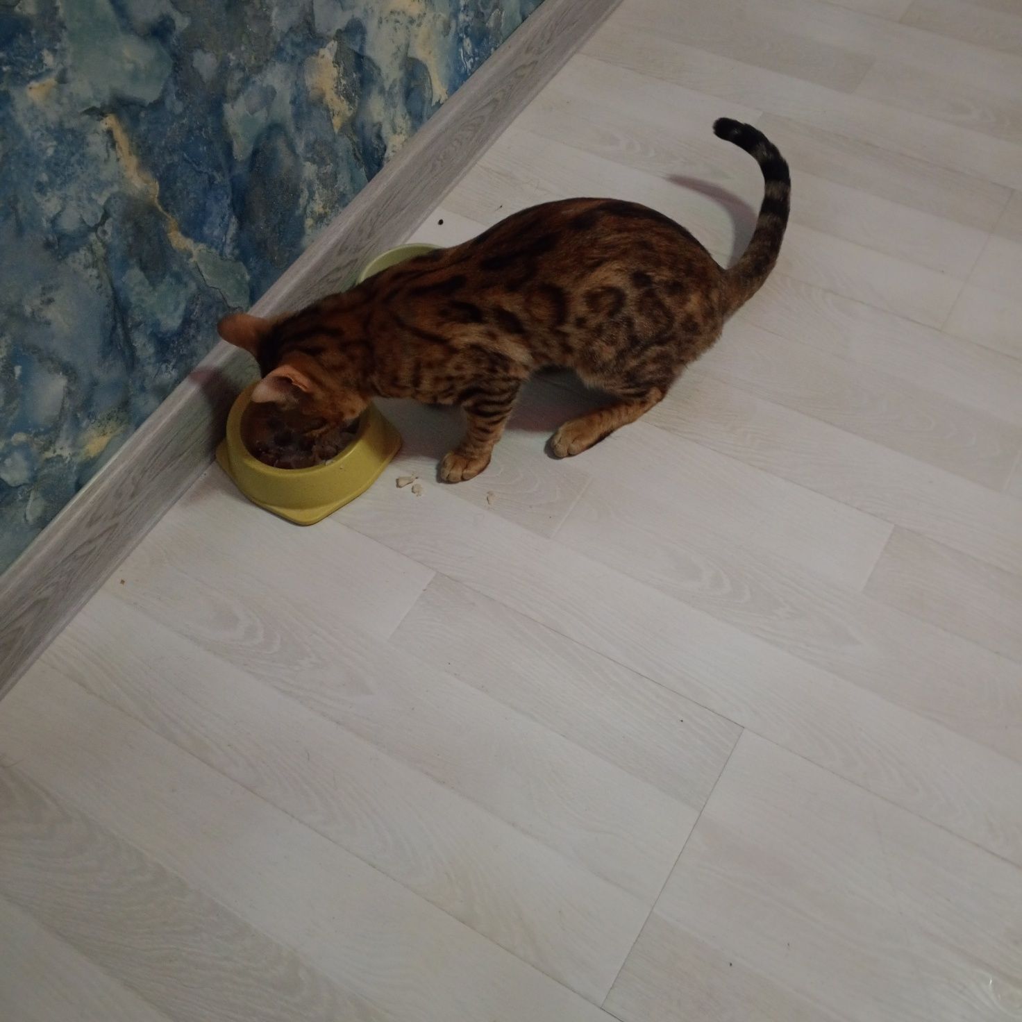 Bengal toza paroda.