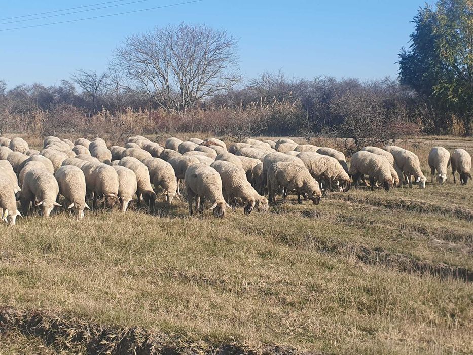 Vand 400 oi de carne, gestante,