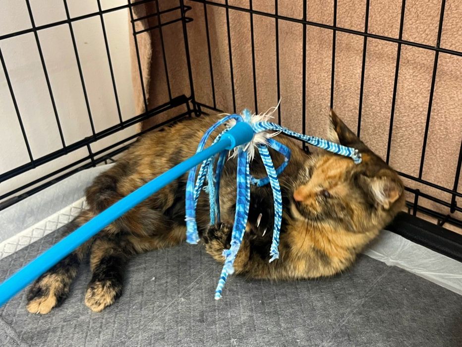 Pisicuță de patru luni