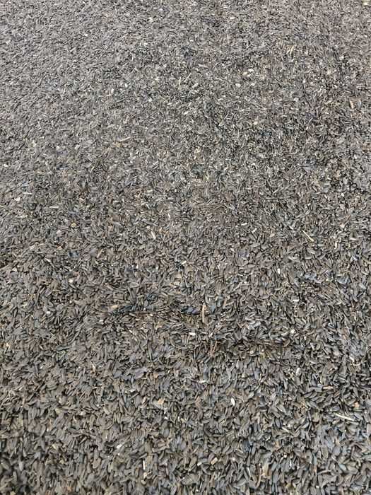 Vând floarea soarelui