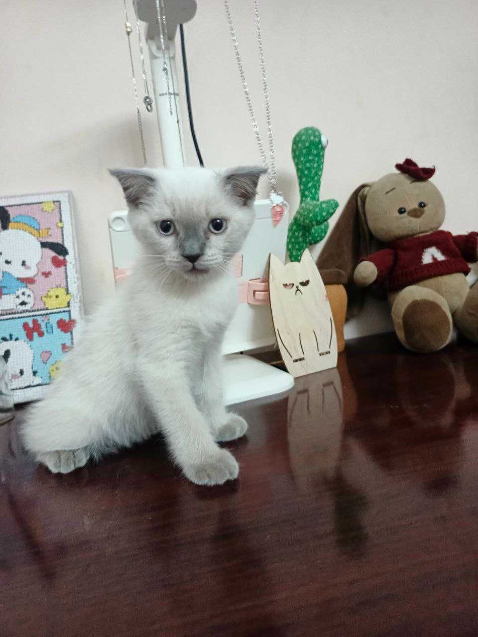 Продается котик.