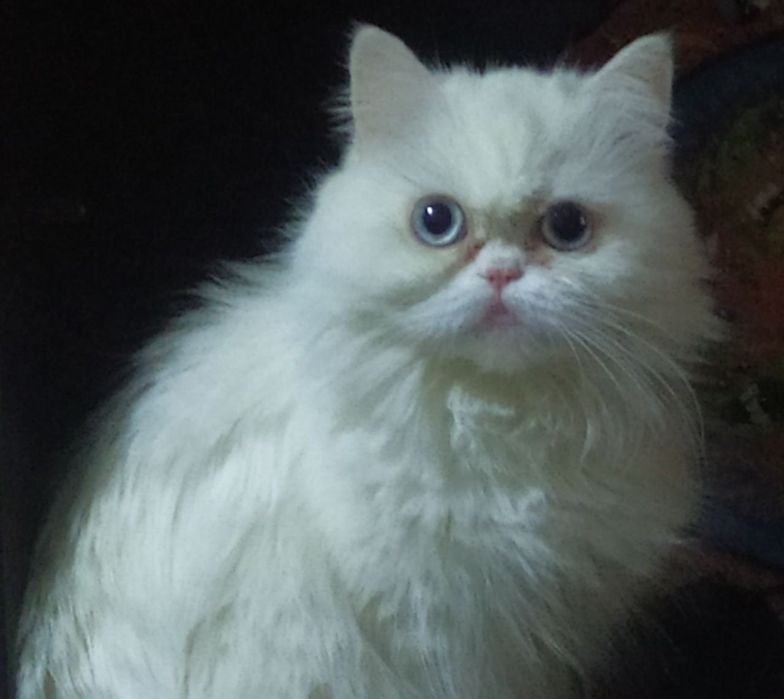 Очаровательный котёнок!