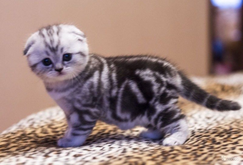 Шотландская вислоухая кошка мраморный окрас