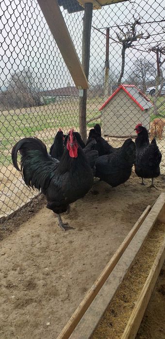 Черен Австралорп