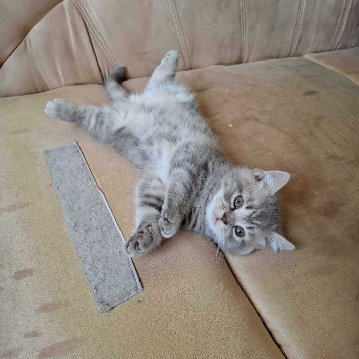 Шотландско коте момче