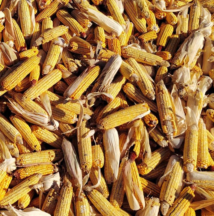 Продам кукурузу.