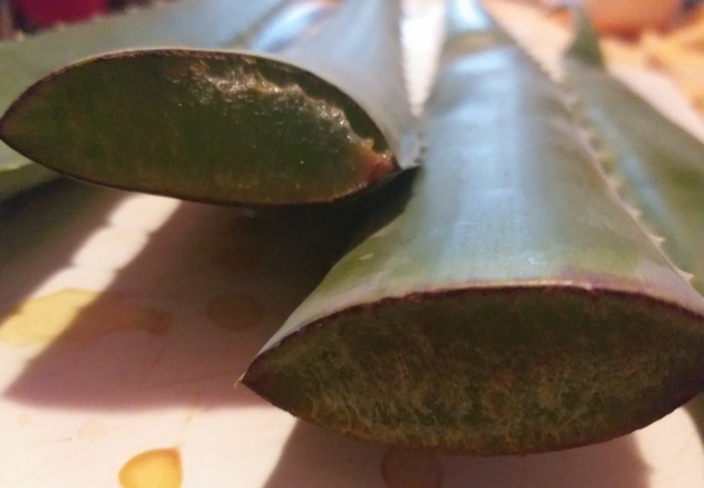 Aloe Vera Barba Denssis