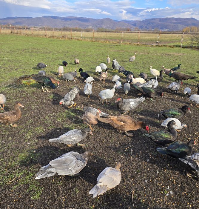 Rațe Lesesti / Mute