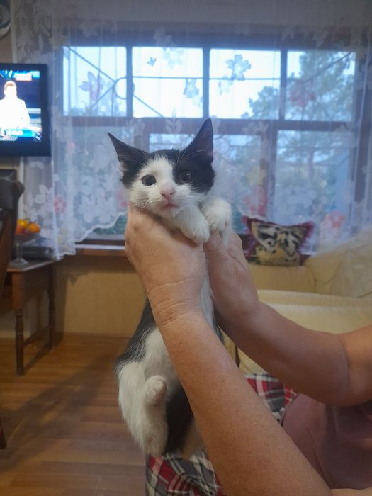 Кот 3 месяца кошечка 1 месяц
