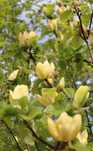 Magnolia Yellow River