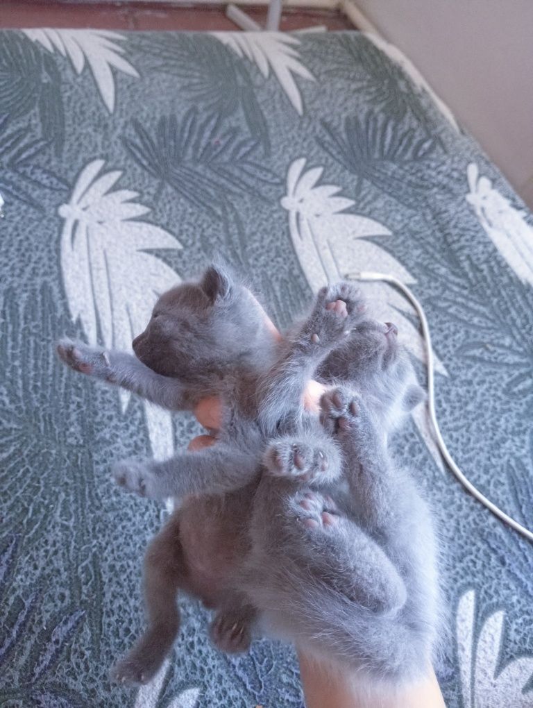Котята 1 месяца.