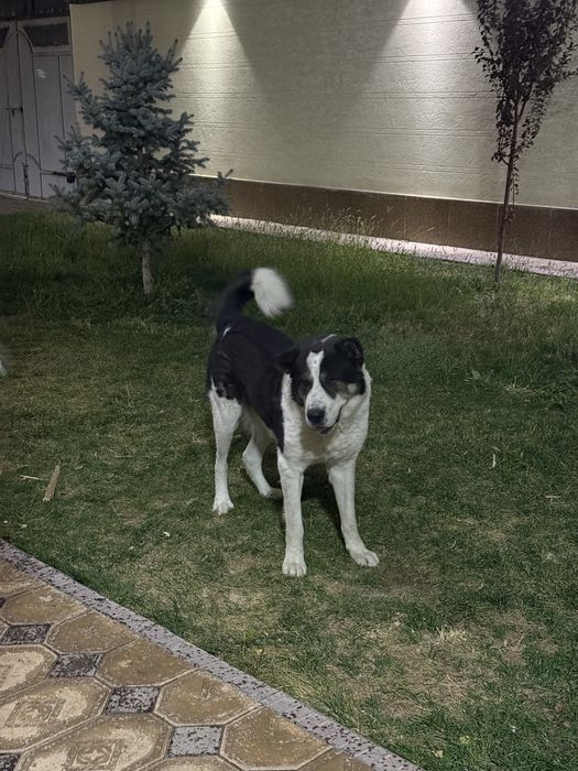 Алабай 2,5 года