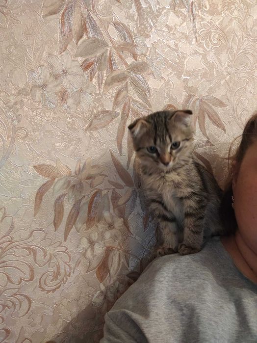 Котята в хорошие руки