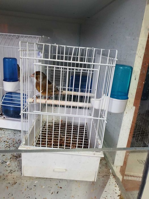 Canari Rosi , Hibrizi de sticlete de petrusel de vanzare