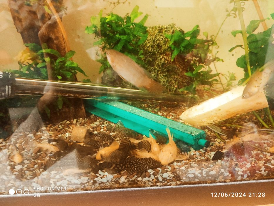 Acvariu 200l +capac, Macropodus, Gourami, Ancistrus, Fluval307