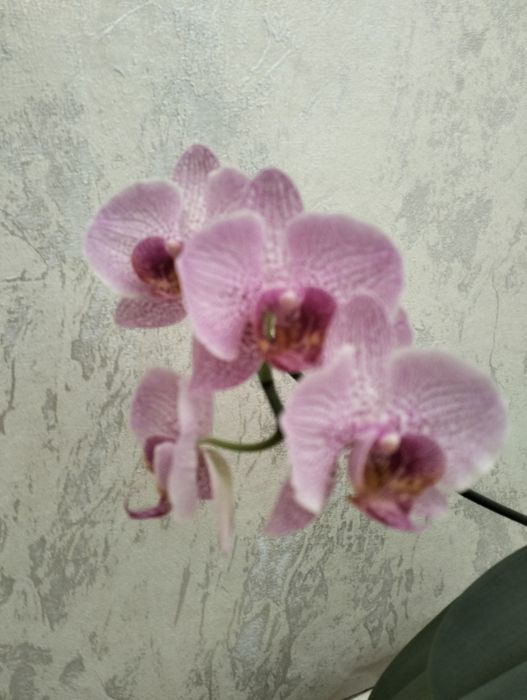 Комнатные цветы.Опхидея.