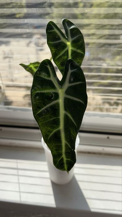 Bambino  Детки   1 детка - 25.000 сум