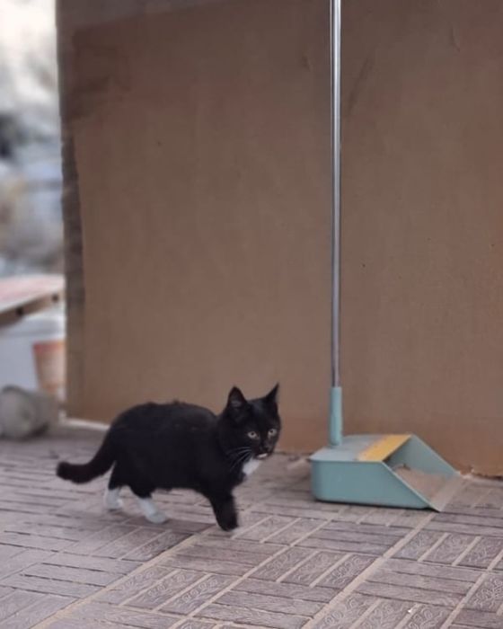 Срочно отдам котят