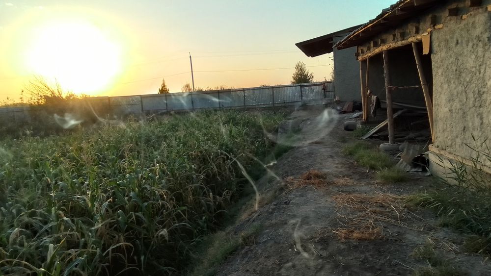 20 sotixli uychaska sotiladi