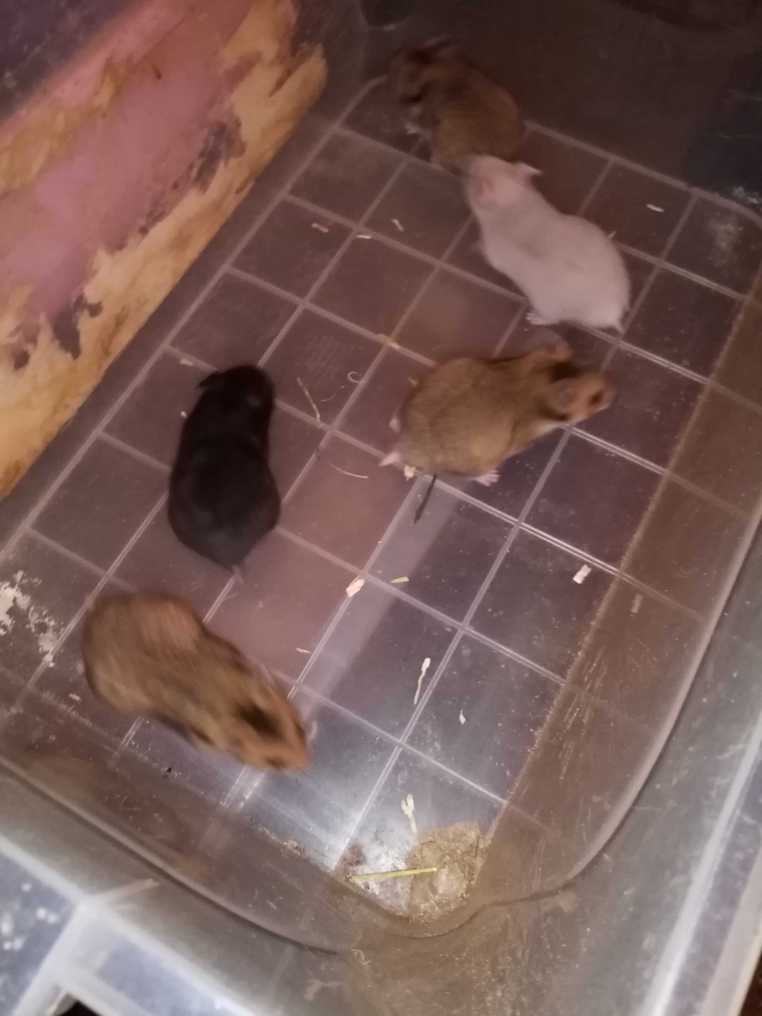 Hamsteri pitici și sirieni pui