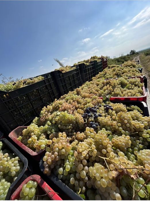 Vând struguri de Vin