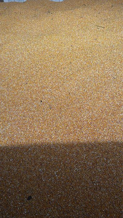 Vând porumb! Mai multe detali la numarul de telefon.