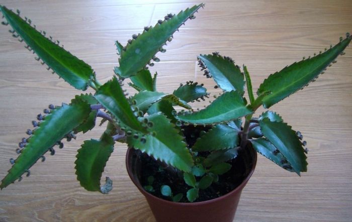 Продам каланхоэ лекарственное.