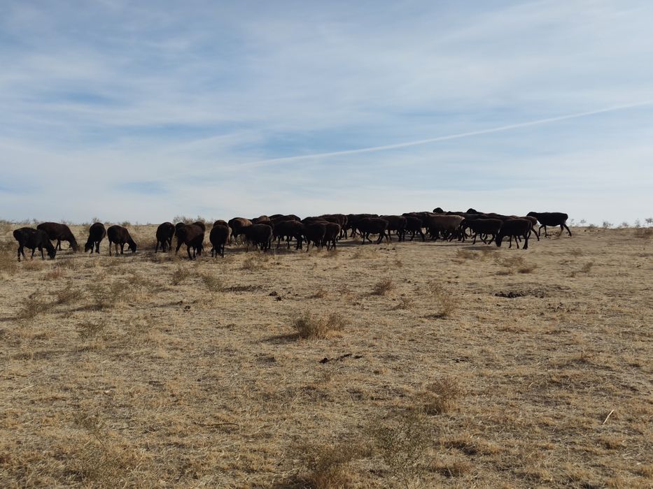 Қой ұрғашы семізз