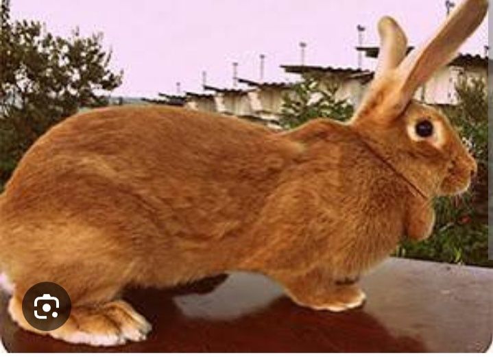 Кролик қоян сатылады