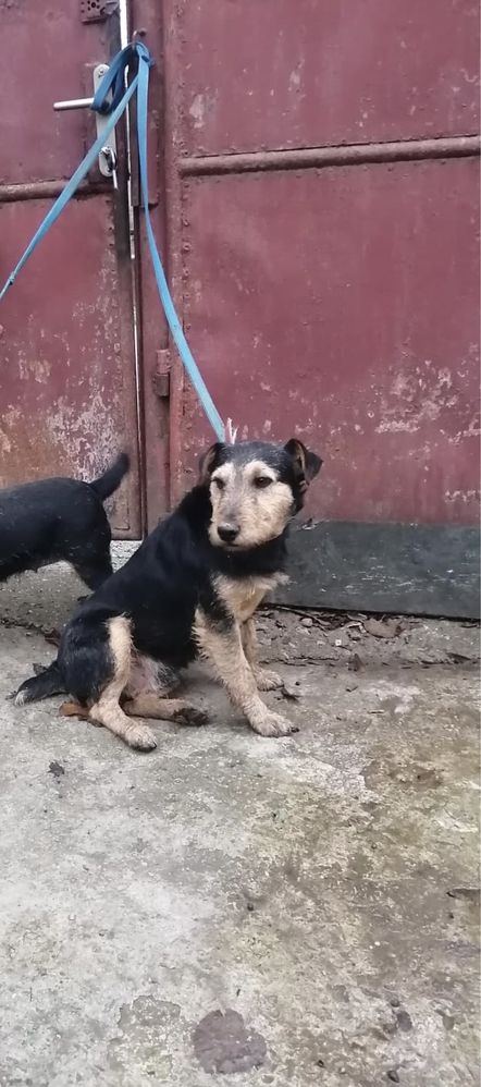 Caine Jagd terrier pentru vantoare de misteti.