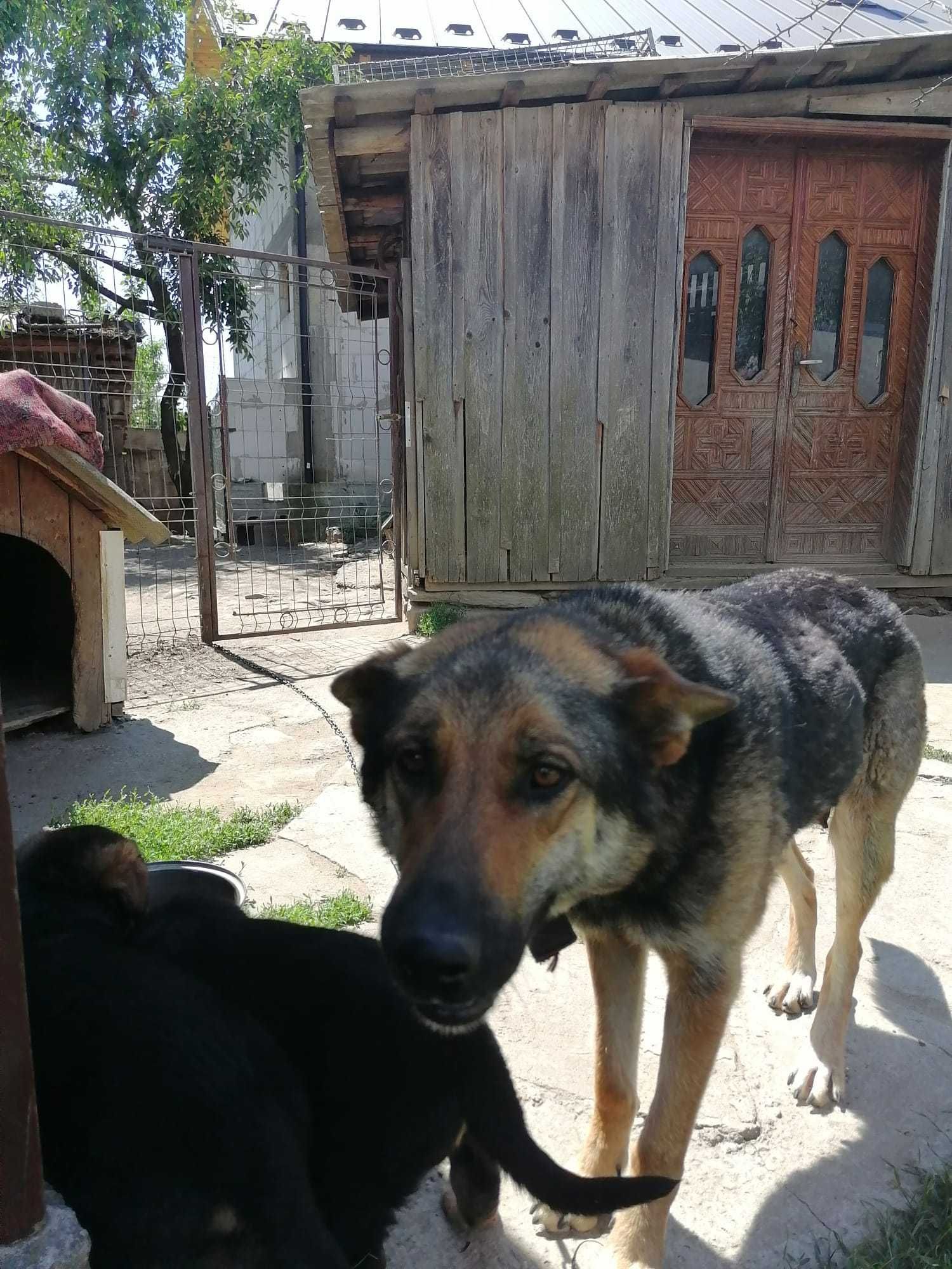 Adopție pui de câine masculi