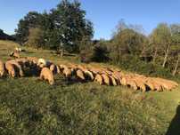 Ovine  de vanzare