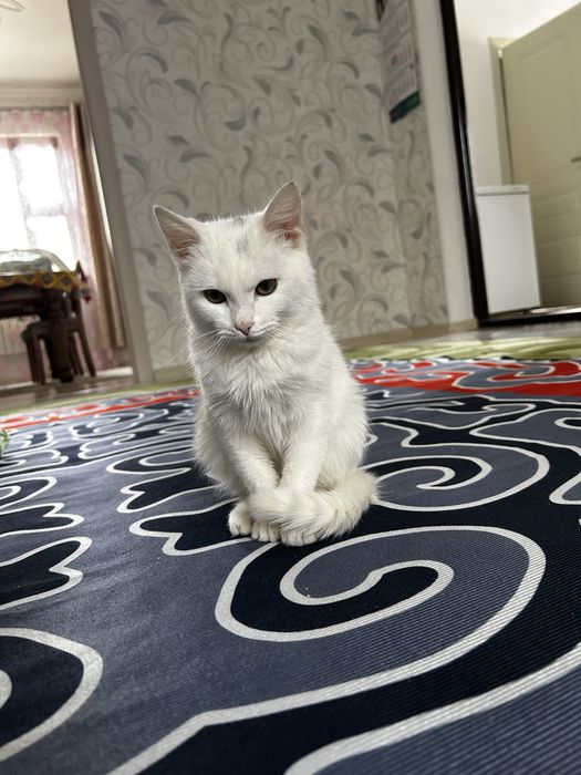 Отдам котенка в добрые руки