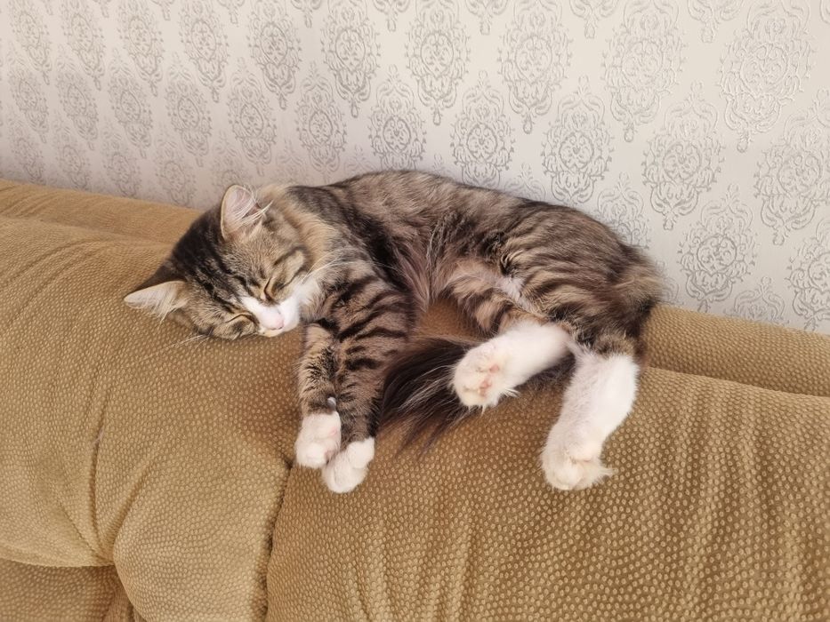 Отдам кота в хорошие руки
