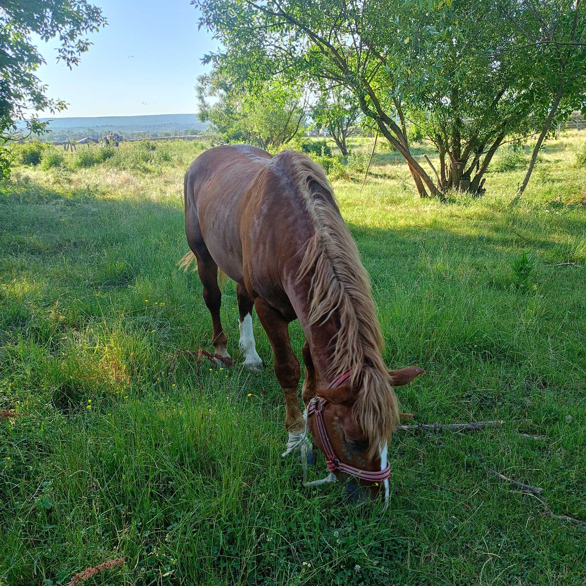 Vând catâreață varsă de 10 ani