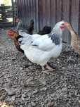 Vand un cocos brahma si gaina sussex