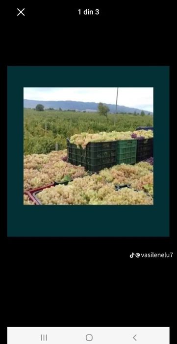 Struguri pentru vin   cu transport gratuit la domiciliul