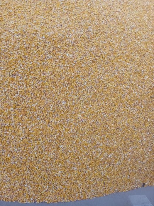 Vând porumb românesc.