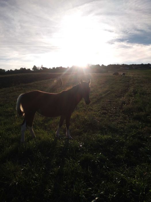 Vand 2 manze de 1 an jum si de 8 luni Calea mare nr 27,pret 2200 euro