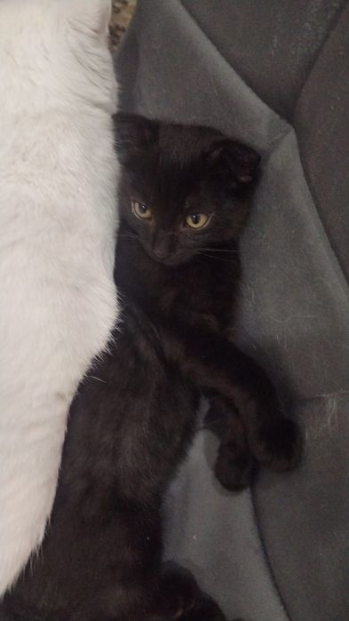 Отдам котят в добрые руки.