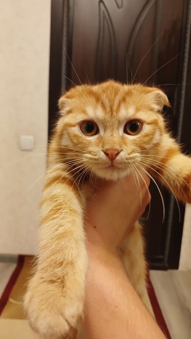 Чистокровный кот